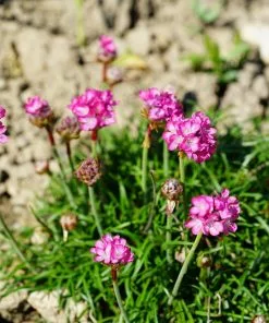 Future Forests Groundcover Alpine And Rockery Perennials Mix