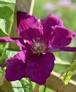 Future Forests Clematis Polish Spirit