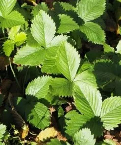 Future Forests Fruit Fragaria Vesca - Wild Strawberry