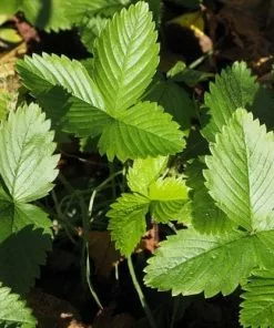 Future Forests Fruit Fragaria Vesca - Wild Strawberry
