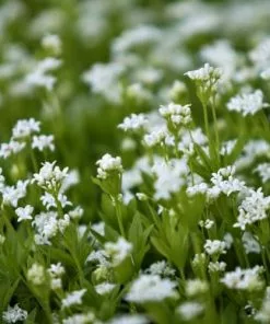 Future Forests Galium Odoratum - Sweet Woodruff Herbs
