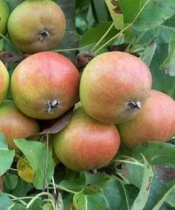 Future Forests Pear Gin