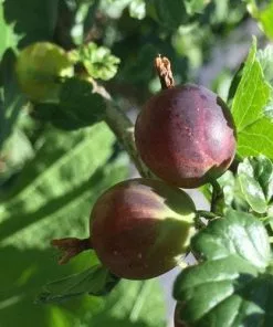 Future Forests Gooseberry Black Velvet