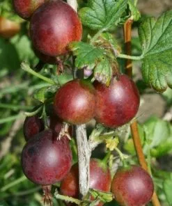 Future Forests Gooseberry Black Velvet