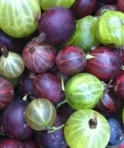 Future Forests Gooseberry Black Velvet