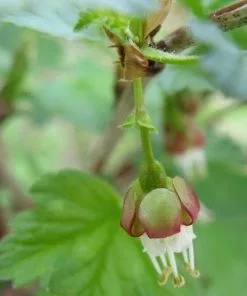 Future Forests Gooseberry Black Velvet