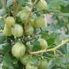 Future Forests Gooseberry Invicta Fruit