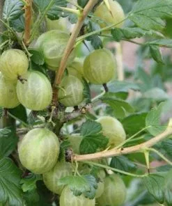 Future Forests Gooseberry Invicta Fruit