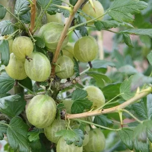 Future Forests Gooseberry Invicta Fruit 3 Future Forests Gooseberry Invicta Fruit
