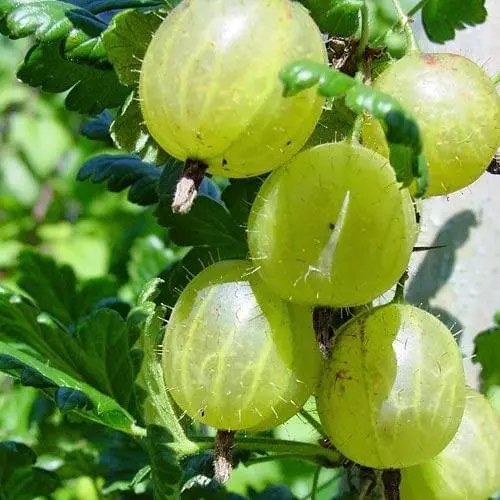 Future Forests Gooseberry Invicta Fruit 4 Future Forests Gooseberry Invicta Fruit