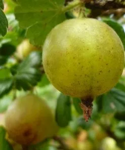 Future Forests Gooseberry Invicta Fruit 9 Future Forests Gooseberry Invicta Fruit