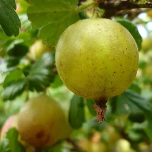 Future Forests Gooseberry Invicta Fruit 6 Future Forests Gooseberry Invicta Fruit