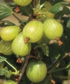 Future Forests Gooseberry Invicta Fruit 8 Future Forests Gooseberry Invicta Fruit