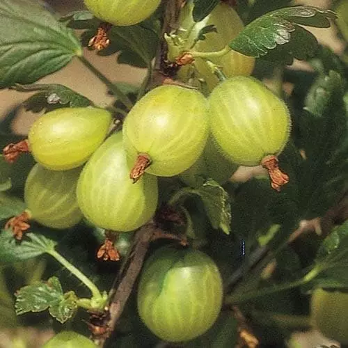 Future Forests Gooseberry Invicta Fruit 5 Future Forests Gooseberry Invicta Fruit
