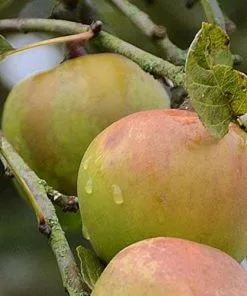 Future Forests Apple Greasy Pippin Fruit