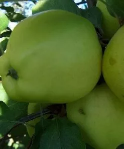 Future Forests Apple Green Chisel