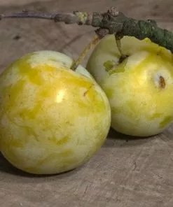 Future Forests Fruit Gage Early Transparent Gage 9 Future Forests Fruit Gage Early Transparent Gage