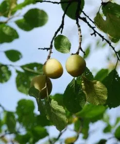 Future Forests Fruit Gage Early Transparent Gage