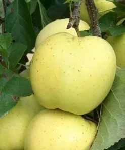 Future Forests Apple Greensleeves