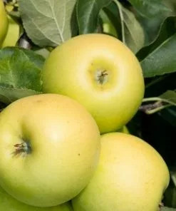 Future Forests Apple Greensleeves