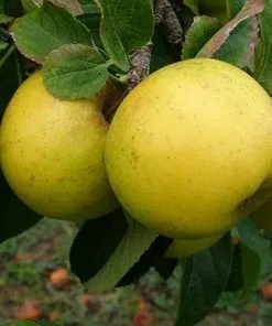 Future Forests Apple Grenadier