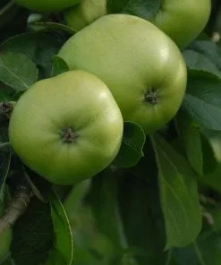 Future Forests Apple Grenadier