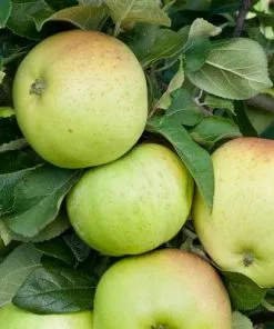 Future Forests Apple Grenadier