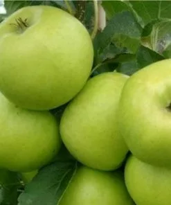 Future Forests Apple Grenadier