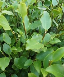 Future Forests Griselinia Littoralis