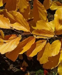 Future Forests Hamamelis Virginiana