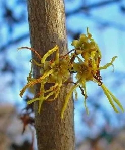 Future Forests Hamamelis Virginiana