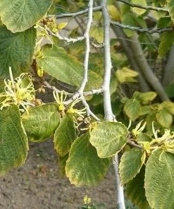 Future Forests Hamamelis Virginiana