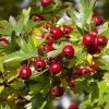 Future Forests Crataegus Monogyna - Hawthorn