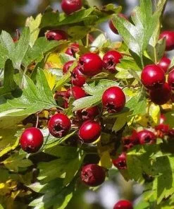 Future Forests Crataegus Monogyna - Hawthorn