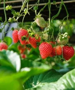 Future Forests Strawberry Eros Fruit