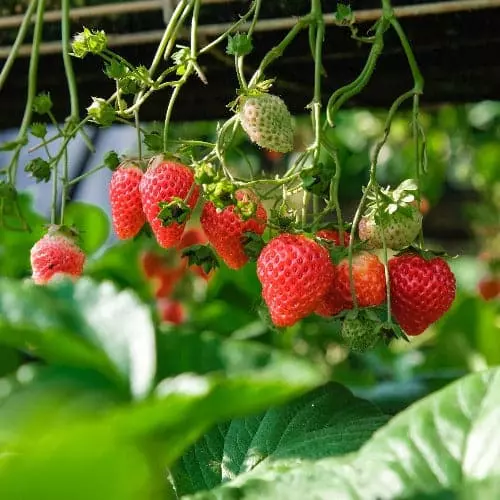 Future Forests Strawberry Eros Fruit 4 Future Forests Strawberry Eros Fruit