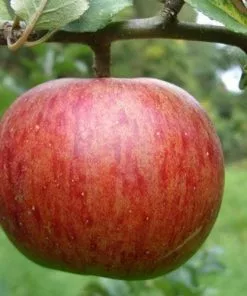 Future Forests Apple Herefordshire Redstreak Fruit