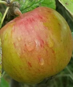 Future Forests Apple Herefordshire Redstreak Fruit