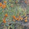 Future Forests Hippophae Rhamnoides Askola - Sea Buckthorn (female) 2 Future Forests Hippophae Rhamnoides Askola - Sea Buckthorn (female)