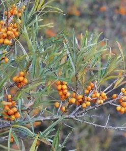 Future Forests Hippophae Rhamnoides Askola - Sea Buckthorn (female)