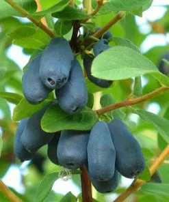 Future Forests Honeyberry - Lonicera Caerulea Amur Fruit