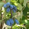 Future Forests Honeyberry - Lonicera Caerulea Amur Fruit