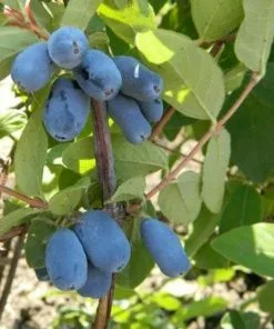 Future Forests Fruit Honeyberry - Lonicera Caerulea Siglinka