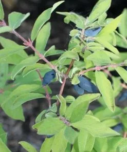 Future Forests Fruit Honeyberry - Lonicera Caerulea Siglinka