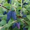 Future Forests Fruit Honeyberry - Lonicera Caerulea Siglinka 2 Future Forests Fruit Honeyberry - Lonicera Caerulea Siglinka