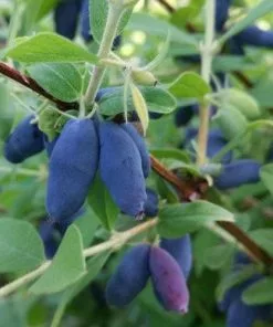 Future Forests Fruit Honeyberry - Lonicera Caerulea Siglinka