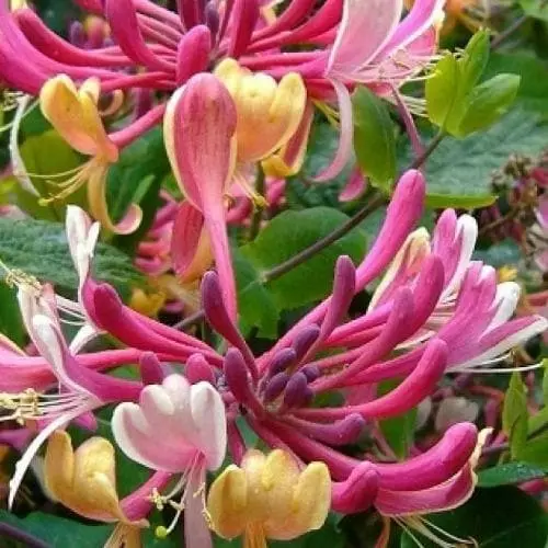 Future Forests Climbers Lonicera X Heck. American Beauty 3 Future Forests Climbers Lonicera X Heck. American Beauty