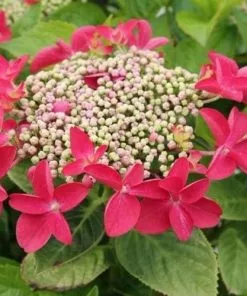Future Forests Hydrangea Macropylla Teller Red Shrubs