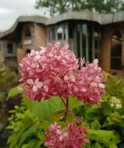Future Forests Hydrangea Arborescens Pink Annabelle