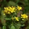 Future Forests Hypericum Tetrapterum More